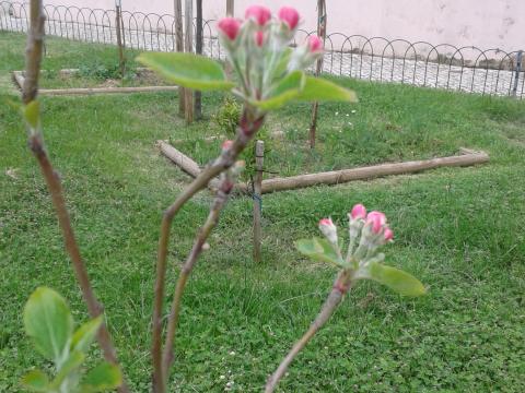 A nossa macieira em flor!